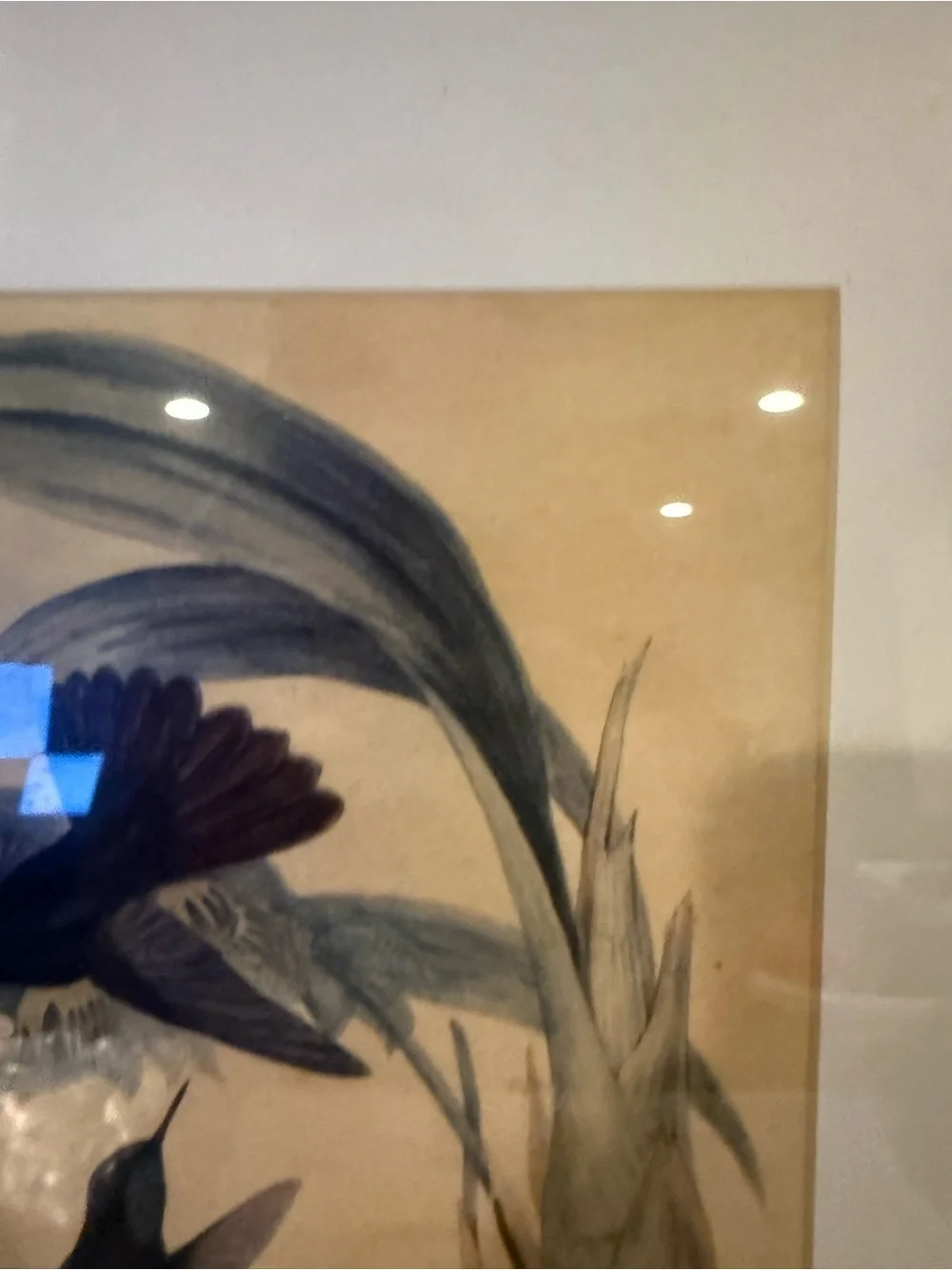 ANTIQUE GOULD HUMMINGBIRD LITHOGRAPH Hand Colored Metallura Cupreicauda